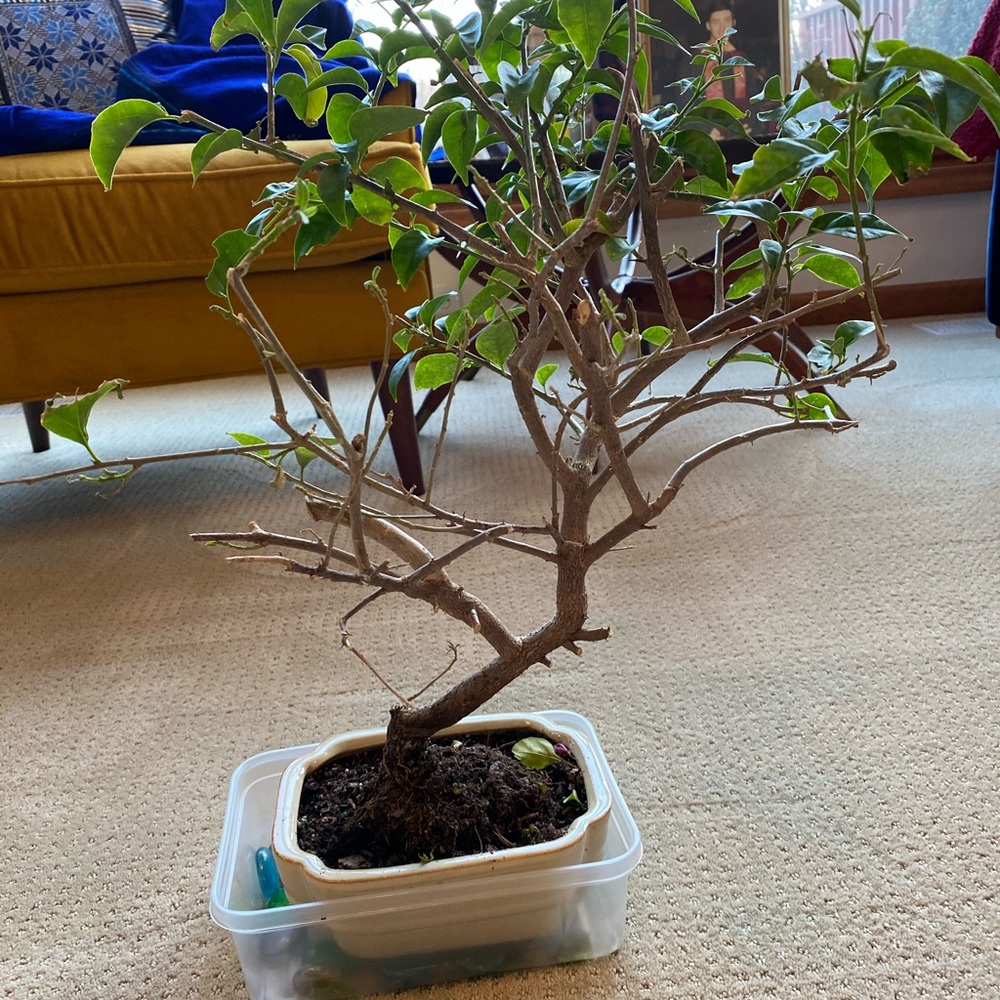 Meet your Posher, Sahar